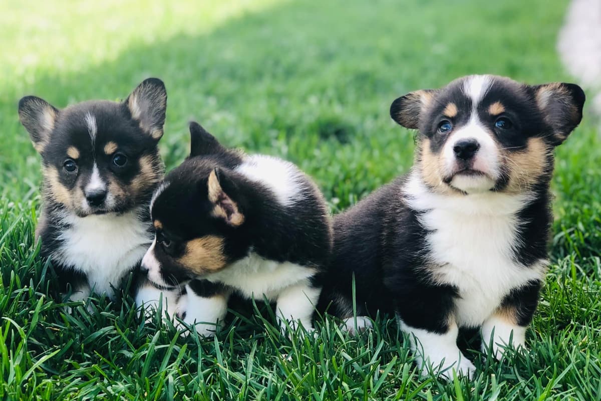 Pembroke Welsh Corgi Puppies breeder image 19
