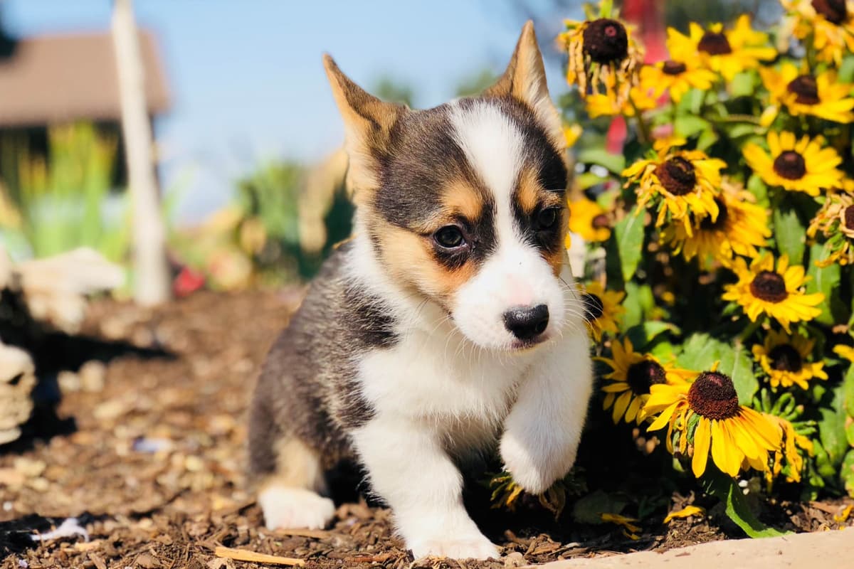 Pembroke Welsh Corgi Puppies breeder image 20