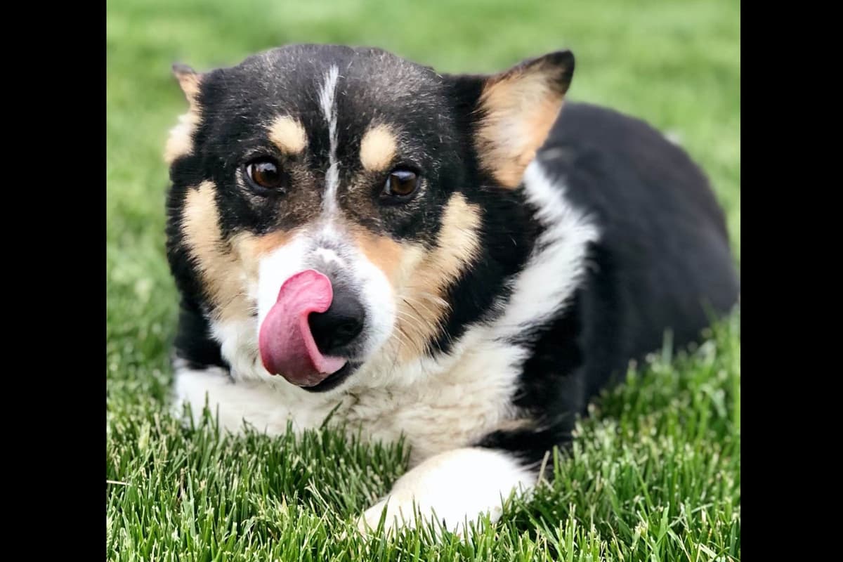 Pembroke Welsh Corgi Puppies breeder image 21