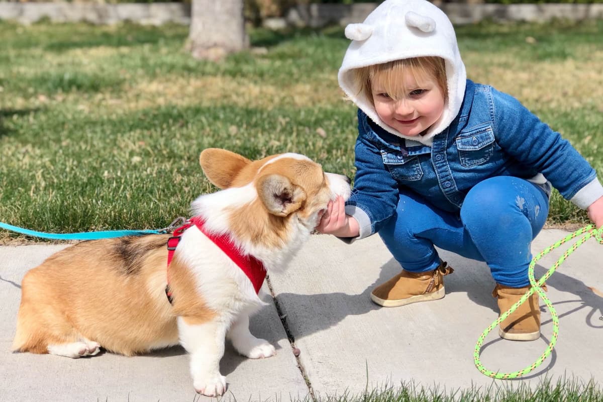Pembroke Welsh Corgi Puppies breeder image 24