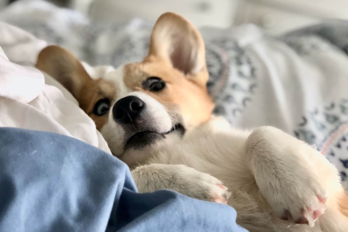 Pembroke Welsh Corgi Puppies breeder image 25