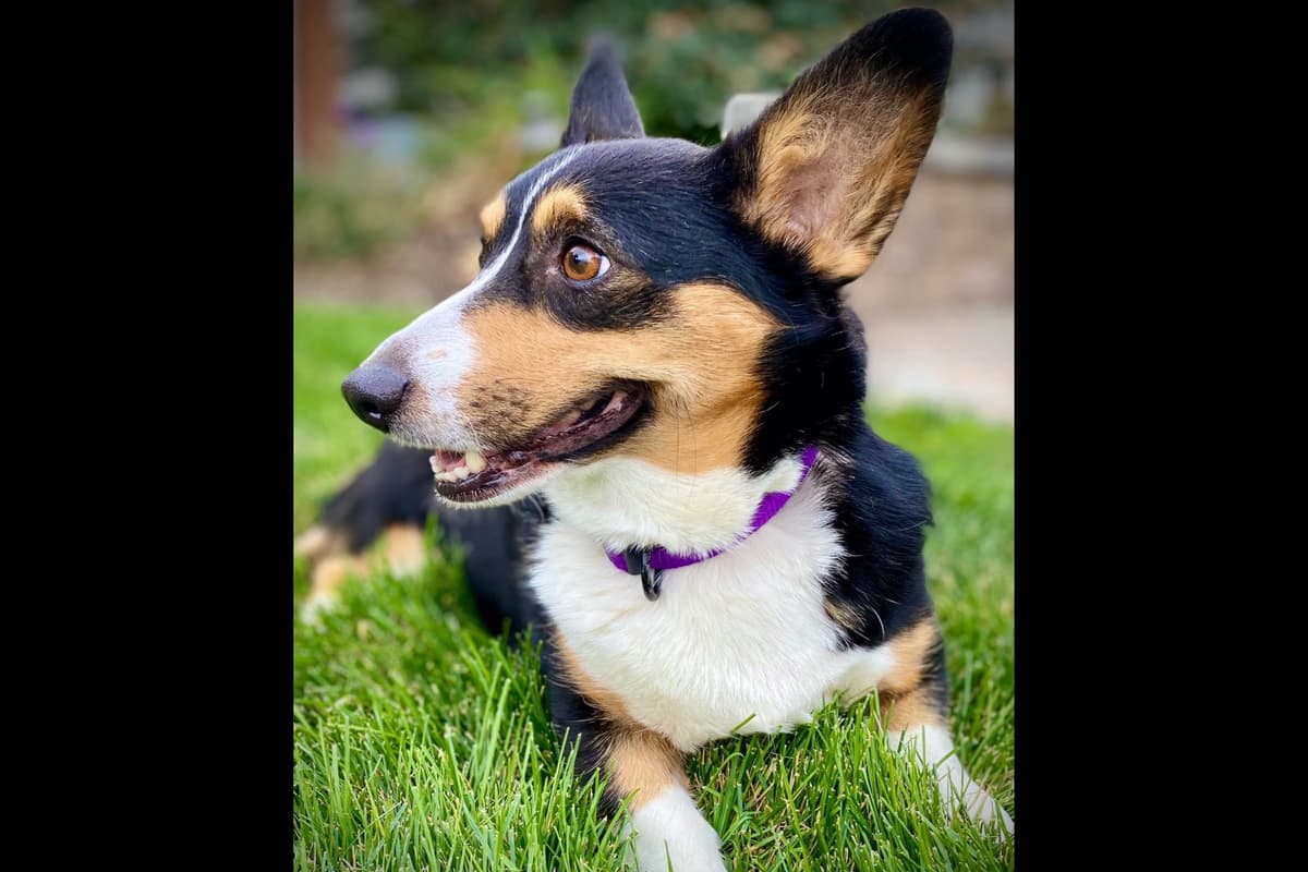 Pembroke Welsh Corgi Puppies breeder image 26