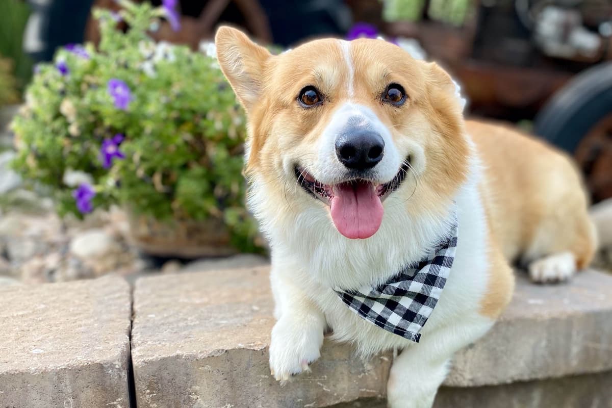 Pembroke Welsh Corgi Puppies breeder image 27