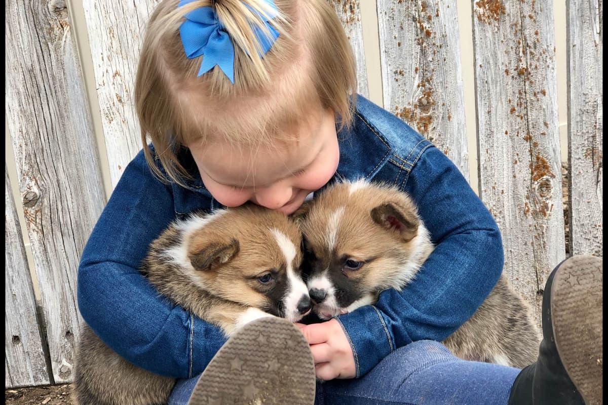 Pembroke Welsh Corgi Puppies breeder image 28