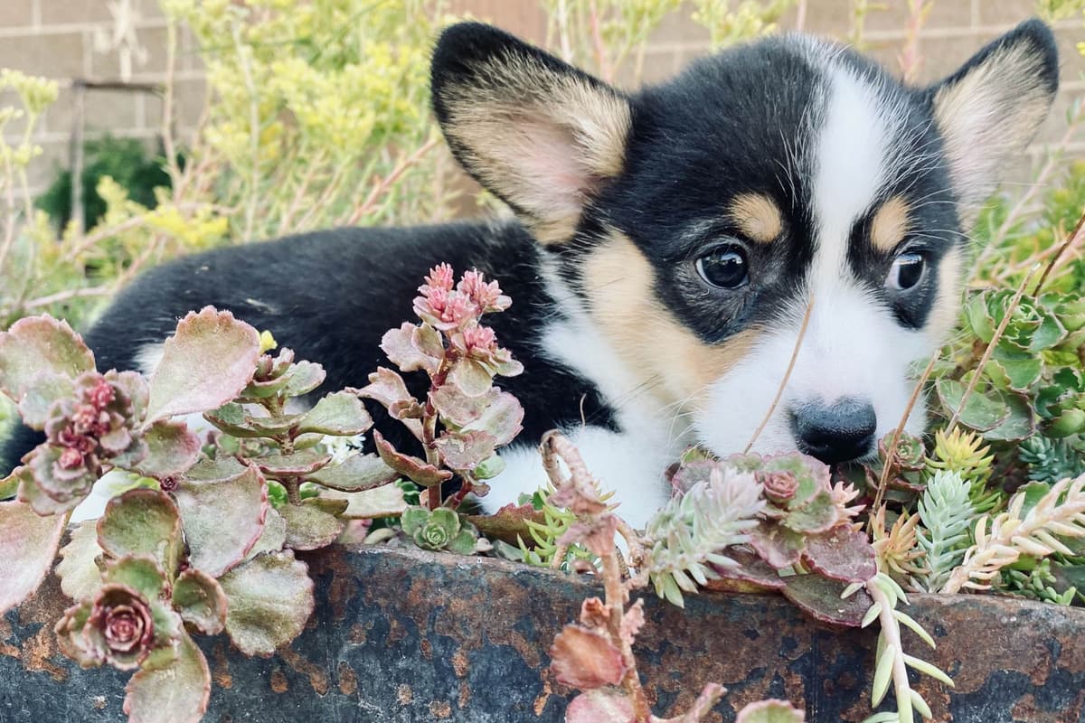 Pembroke Welsh Corgi Puppies breeder image 29
