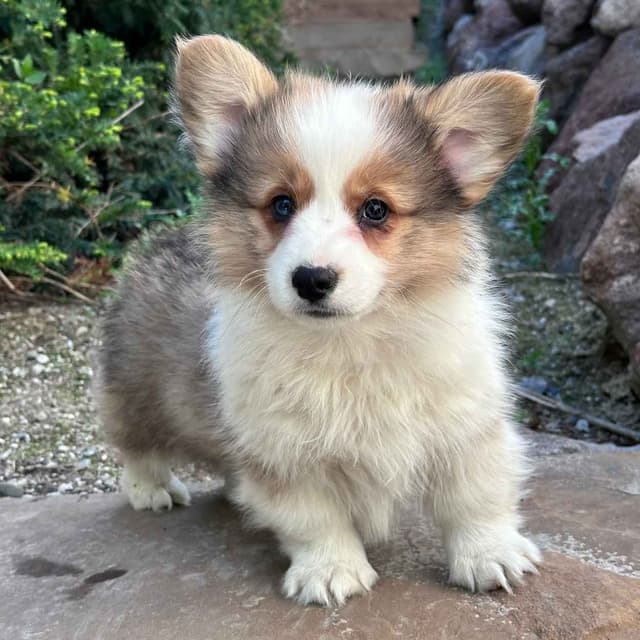 Pembroke Welsh Corgi Puppies media 2