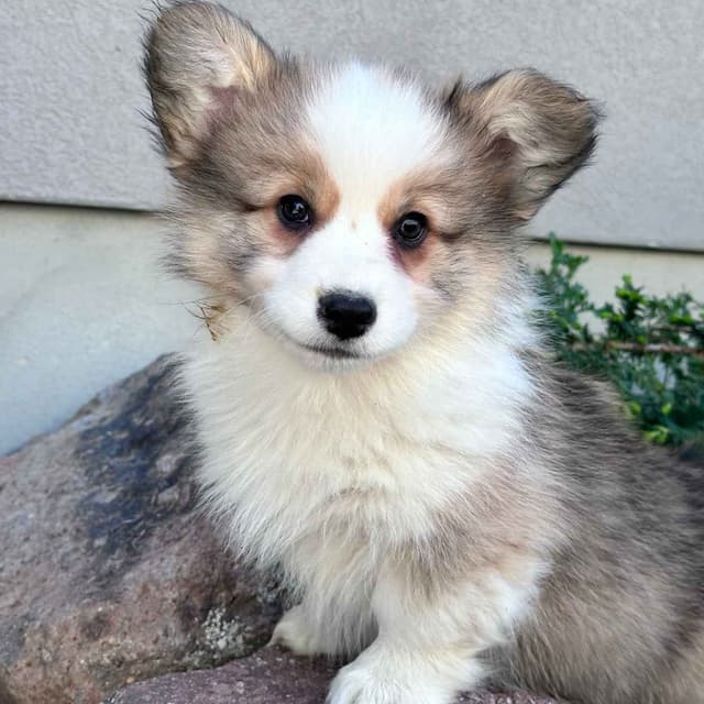 Pembroke Welsh Corgi Puppies media 3