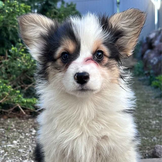 Pembroke Welsh Corgi Puppies media 4