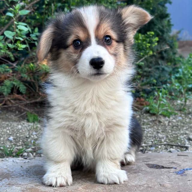Pembroke Welsh Corgi Puppies media 5
