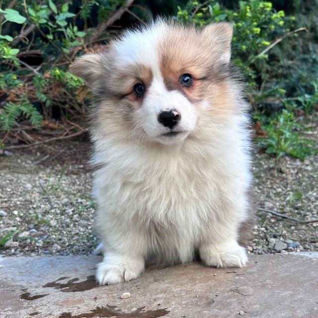 Pembroke Welsh Corgi Puppies media 6