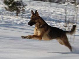 BLUE & TAN German Shepherd Dog Puppies breeder image 1