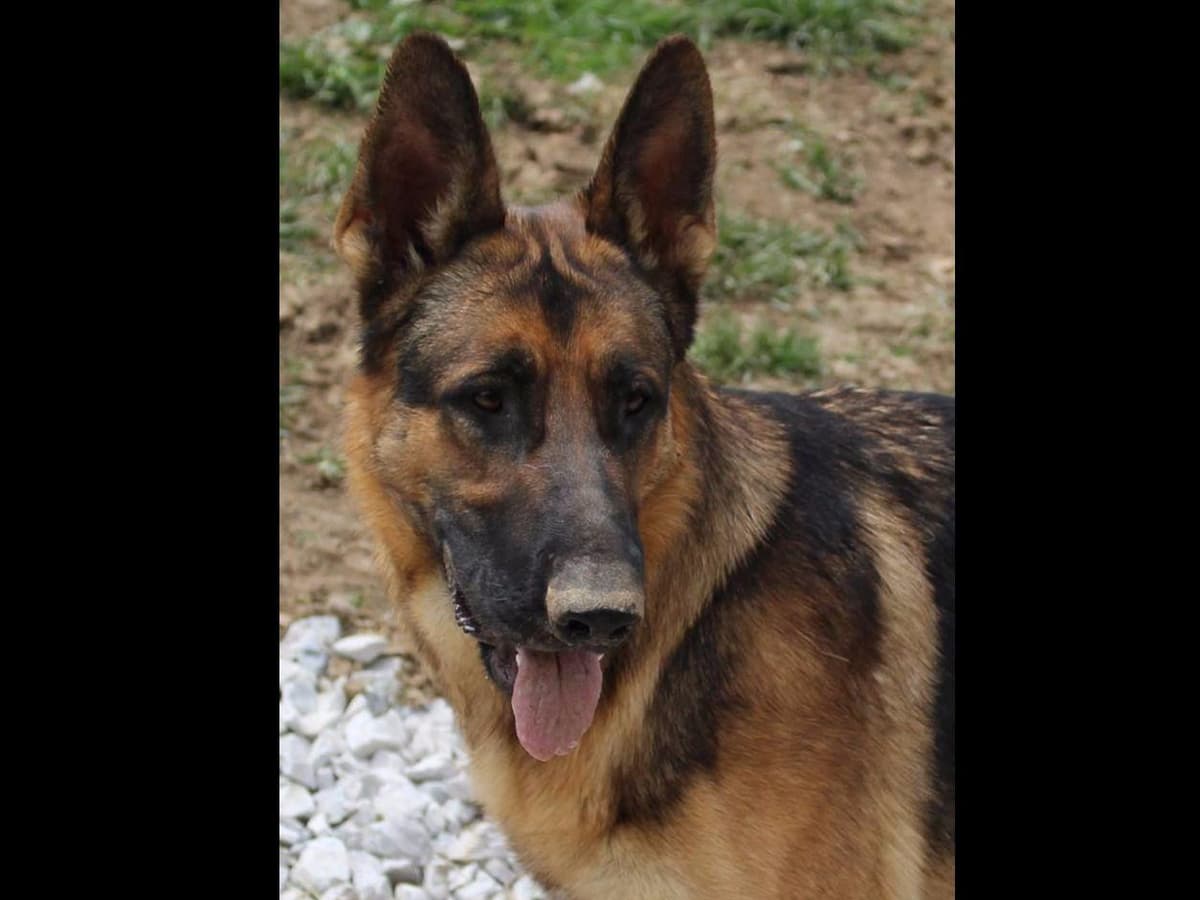 BLUE & TAN German Shepherd Dog Puppies breeder image 3
