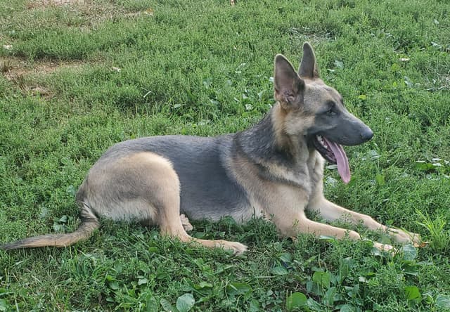 BLUE & TAN German Shepherd Dog Puppies media 7