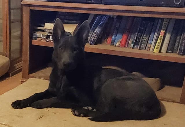 BLUE & TAN German Shepherd Dog Puppies media 9