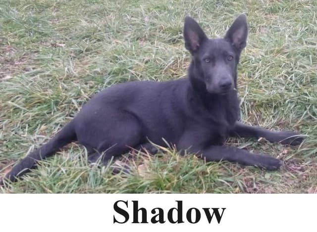 BLUE & TAN German Shepherd Dog Puppies media 8