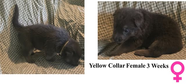 BLUE & TAN German Shepherd Dog Puppies media 2