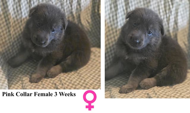 BLUE & TAN German Shepherd Dog Puppies media 3