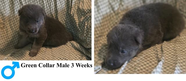 BLUE & TAN German Shepherd Dog Puppies media 4