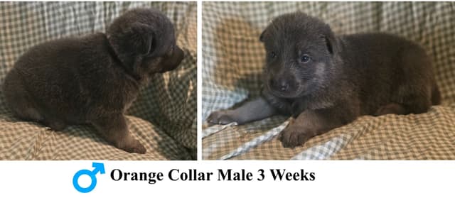 BLUE & TAN German Shepherd Dog Puppies media 5