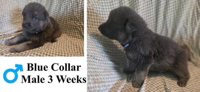 BLUE & TAN German Shepherd Dog Puppies media 6