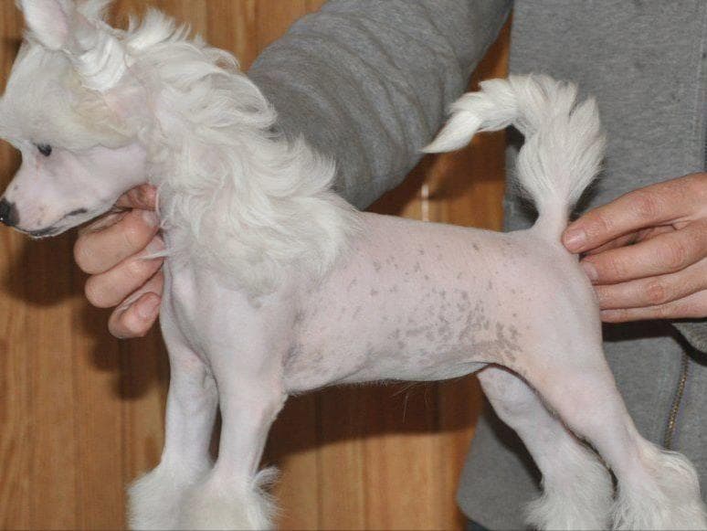 Chinese Crested Puppies breeder image 12