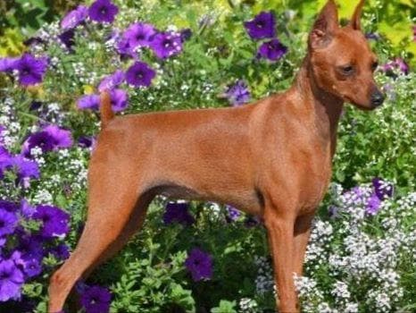 Chinese Crested Puppies breeder image 15