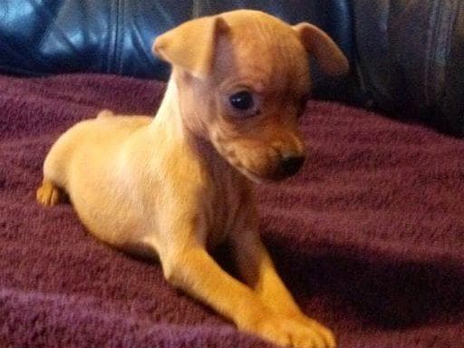 Chinese Crested Puppies breeder image 16