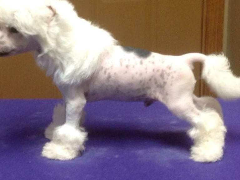 Chinese Crested Puppies breeder image 17