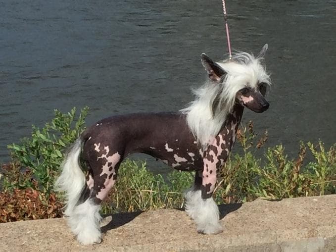 Chinese Crested Puppies breeder image 19