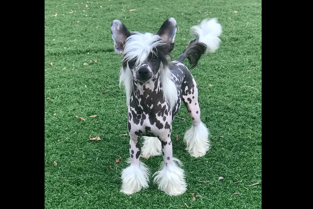 Chinese Crested Puppies breeder image 21