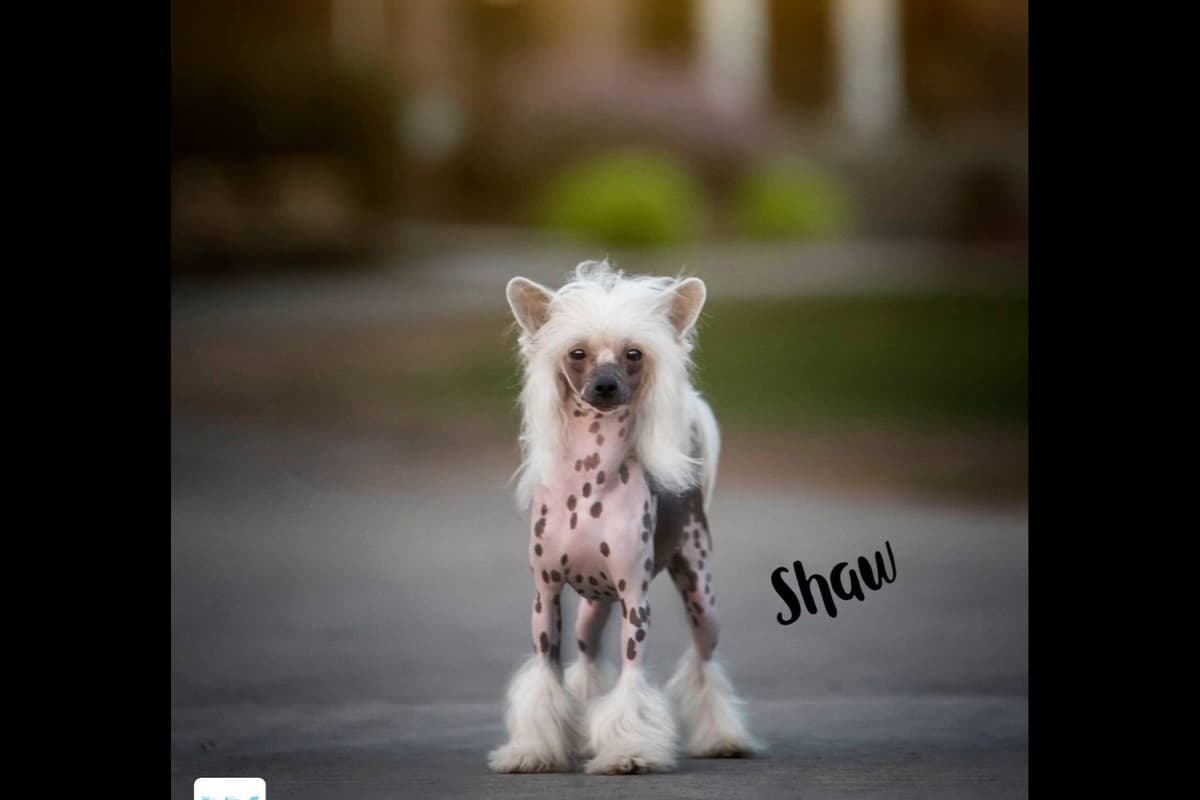 Chinese Crested Puppies breeder image 24