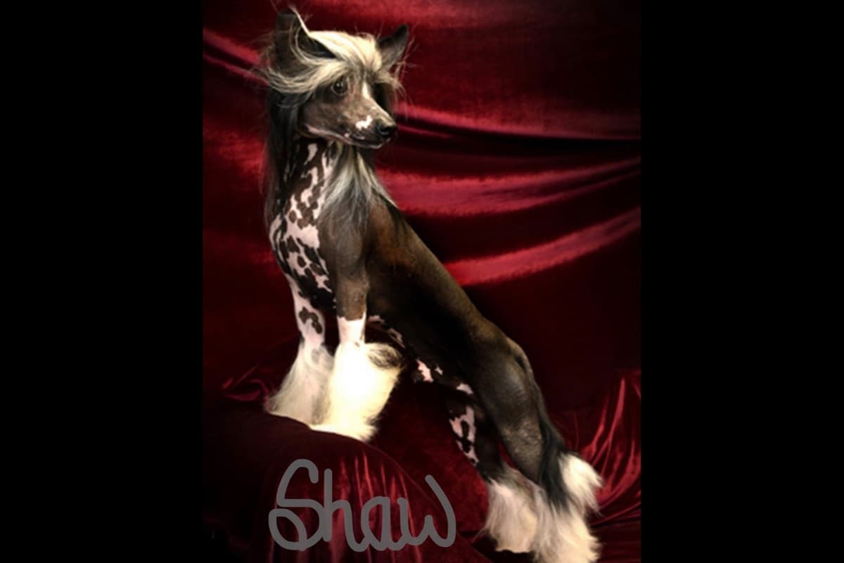 Chinese Crested Puppies breeder image 25