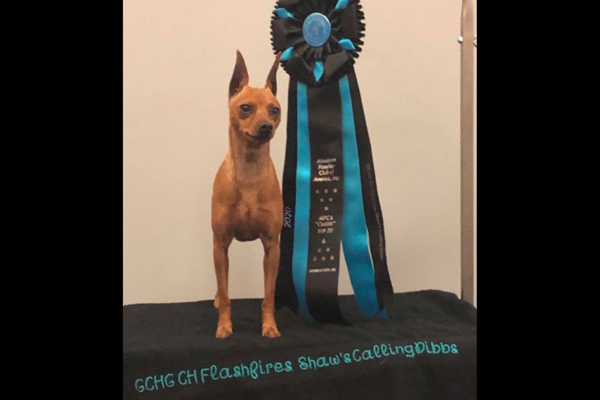 Chinese Crested Puppies breeder image 26