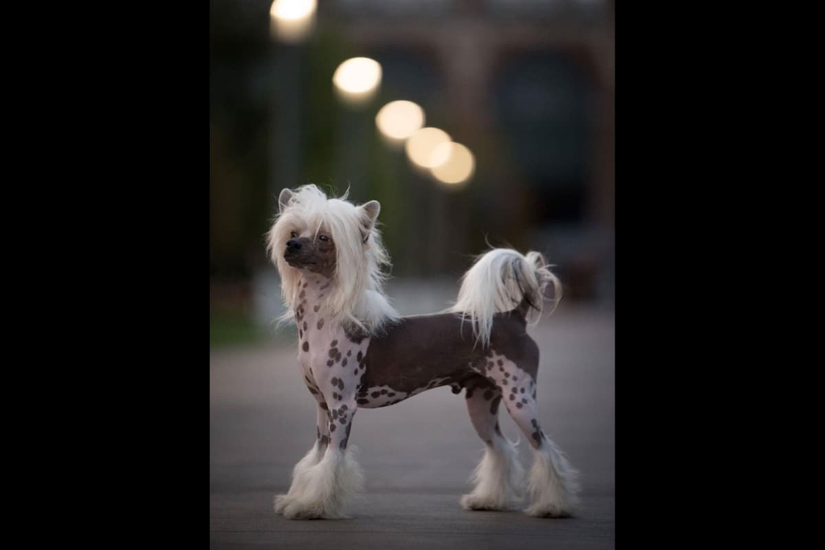 Chinese Crested Puppies breeder image 30