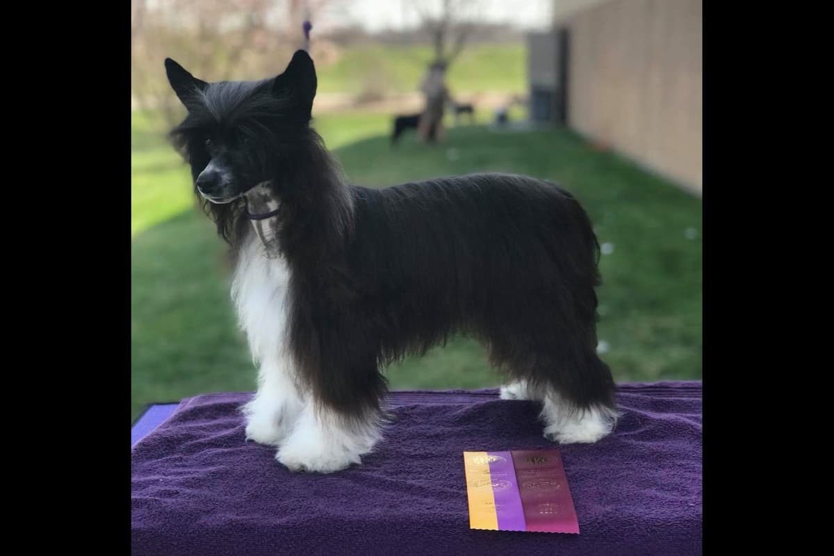 Chinese Crested Puppies breeder image 32