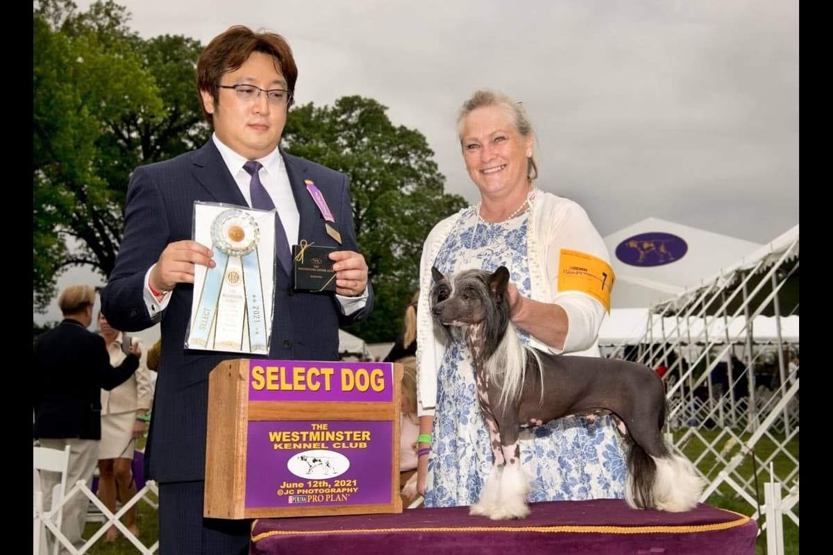 Chinese Crested Puppies breeder image 1