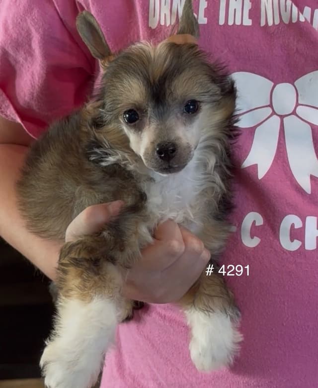 Chinese Crested Puppies media 3