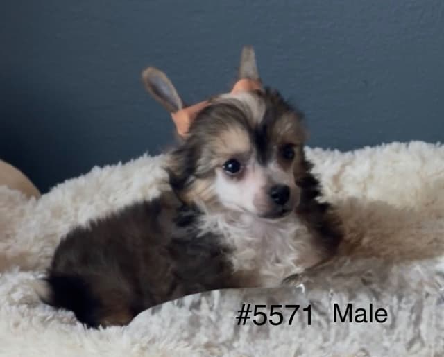 Chinese Crested Puppies media 2