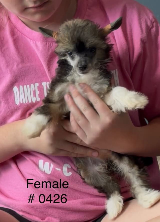 Chinese Crested Puppies media 4