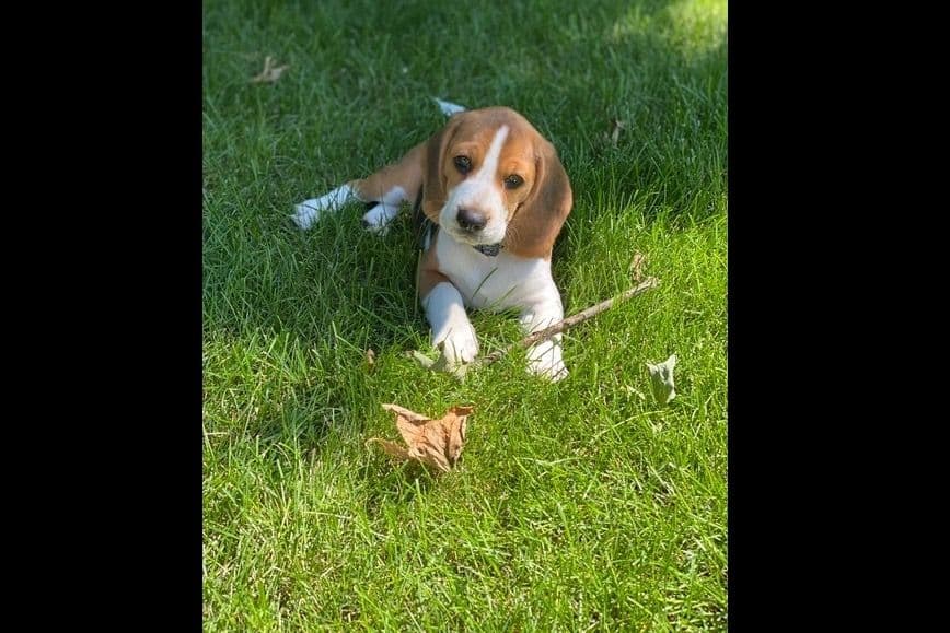 Beaglelove Puppies! breeder image 4