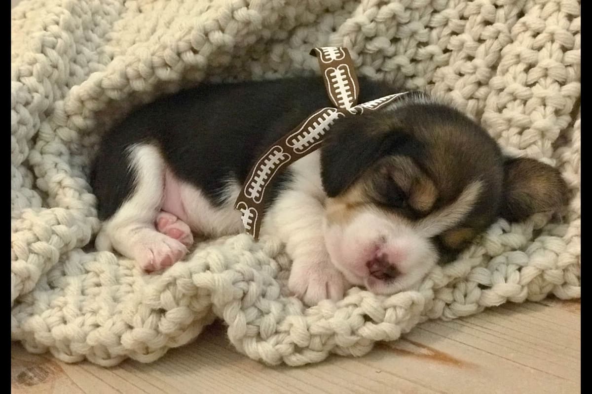 Beaglelove Puppies! breeder image 5