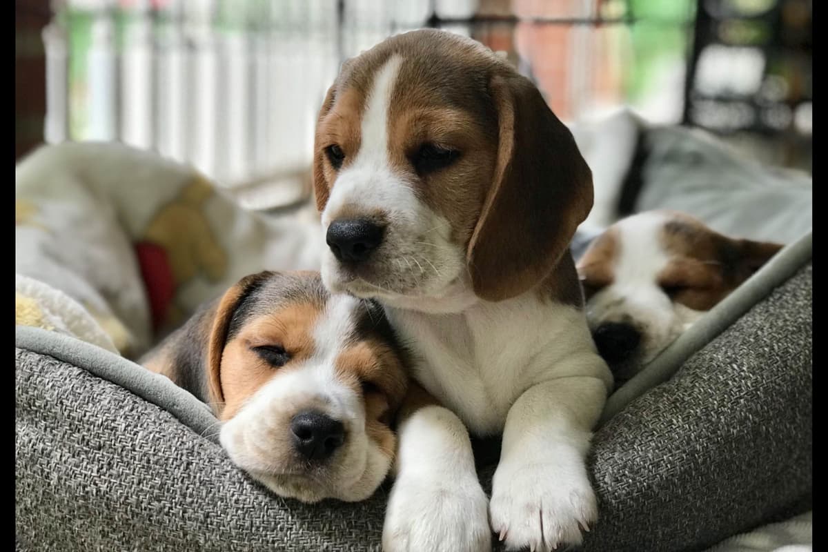 Beaglelove Puppies! breeder image 6