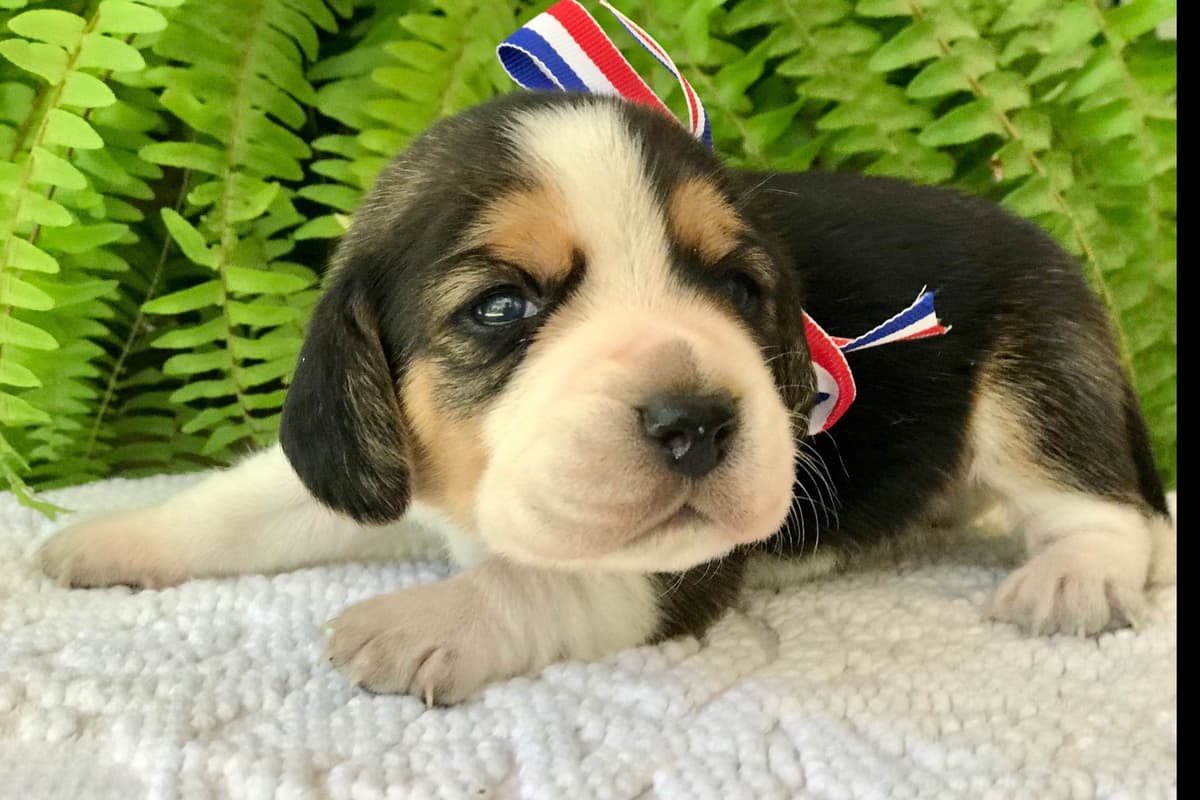 Beaglelove Puppies! breeder image 8