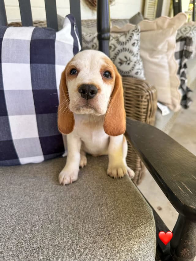 Beaglelove Puppies! media 2