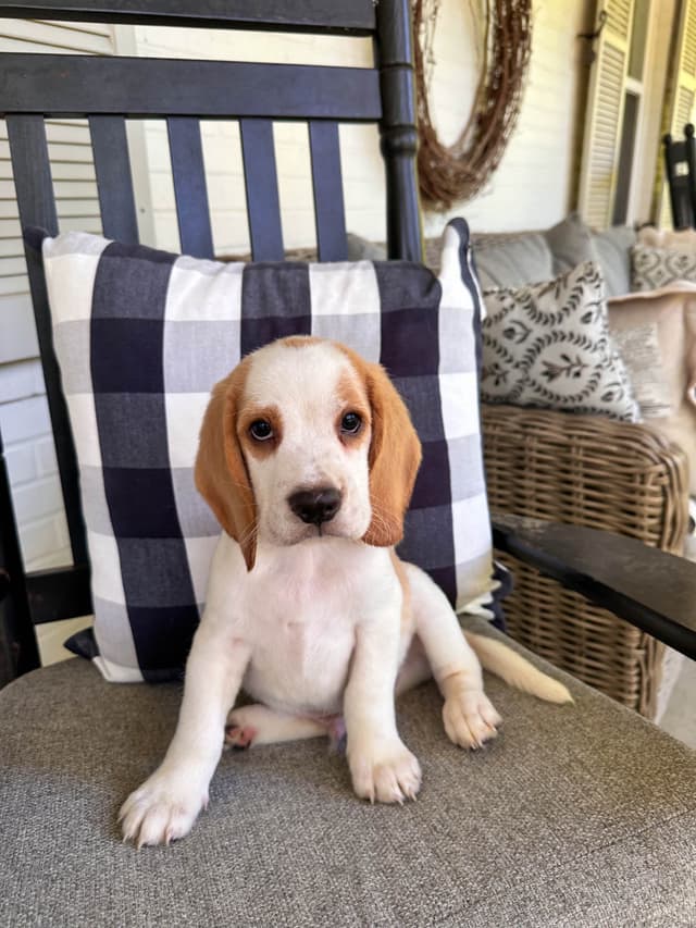 Beaglelove Puppies! media 4