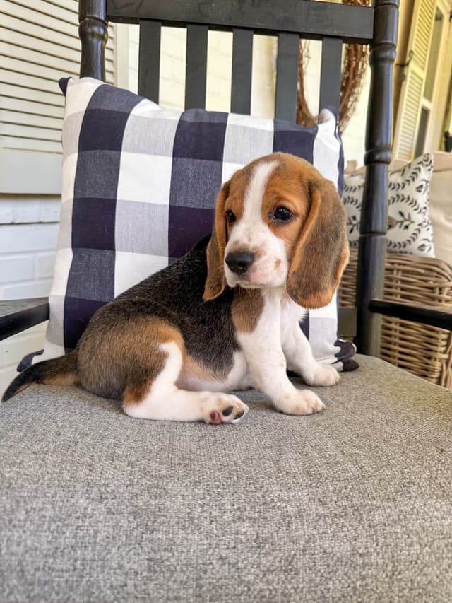 Beaglelove Puppies! media 6