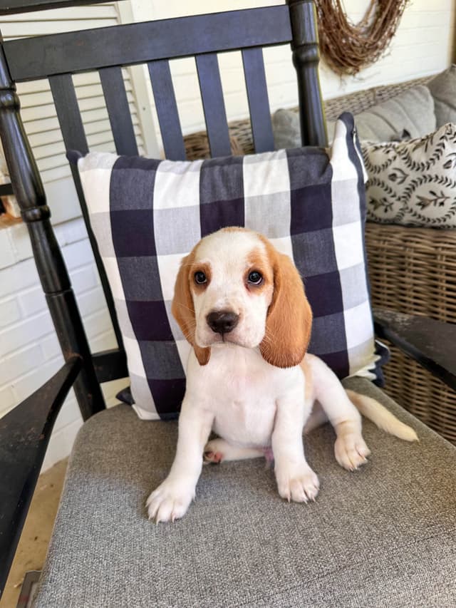 Beaglelove Puppies! media 8