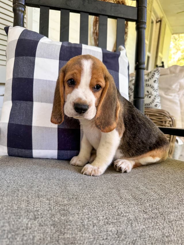 Beaglelove Puppies! media 7