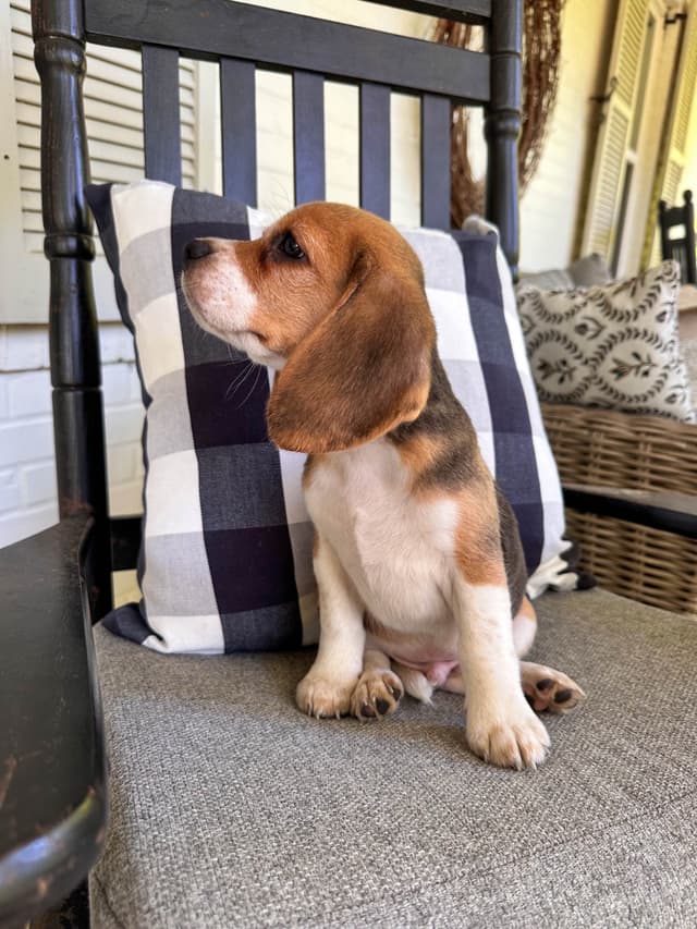 Beaglelove Puppies! media 13