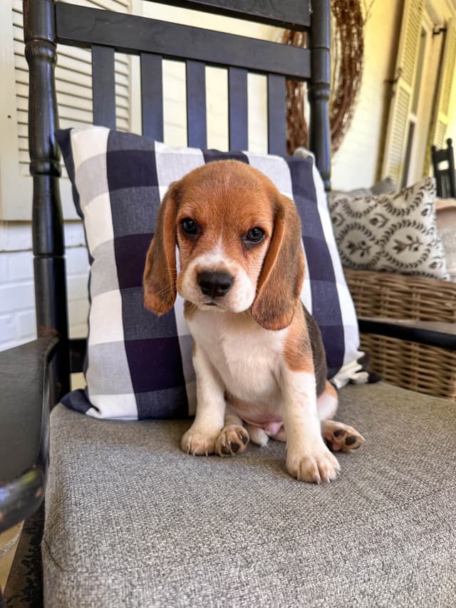 Beaglelove Puppies! media 12
